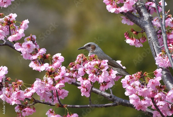 Obraz 桜とヒヨドリ