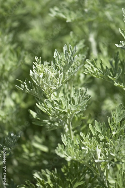 Obraz Wermut (Absinth)