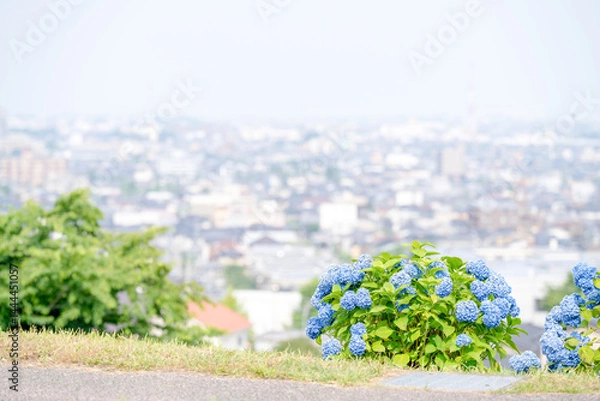 Fototapeta On a sunny day in Kanazawa City, Ishikawa Prefecture, Japan, colorful hydrangeas bloom in a park overlooking the city. The peaceful early summer scene is filled with greenery and clear blue skies.