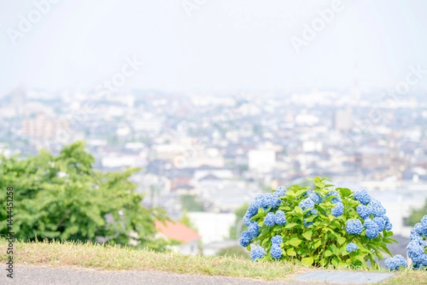 Fototapeta On a sunny day in Kanazawa City, Ishikawa Prefecture, Japan, colorful hydrangeas bloom in a park overlooking the city. The peaceful early summer scene is filled with greenery and clear blue skies.