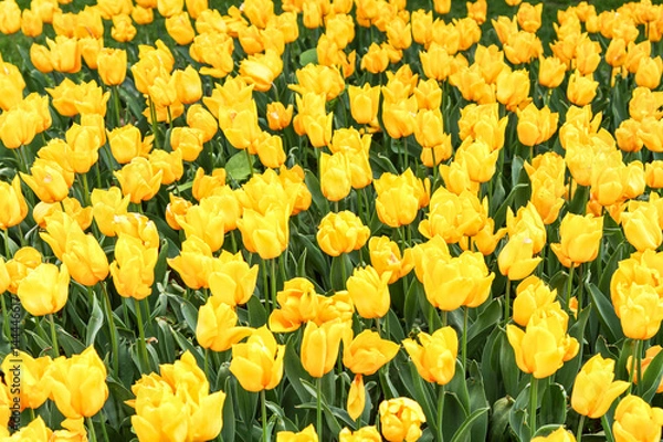 Obraz Yellow tulips in a garden
