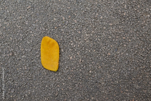 Fototapeta Yellow leaves on an asphalt
