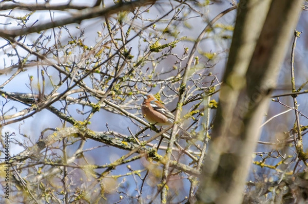 Obraz Male chaffinch singing proudly from spring branches in early morning forest light. a chaffinch sings on mossy branches, centered in a dense spring thicket, captured from mid-level angle.