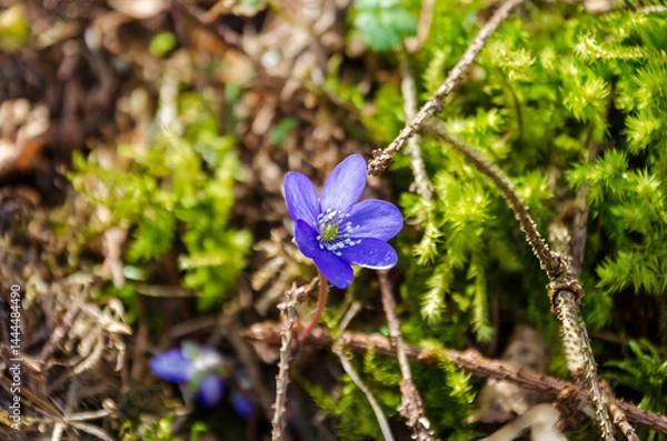 Obraz Delicate violet hepatica wildflower blooming quietly on forest floor with early spring moss. A single violet flower rises from mossy ground, shot from above, soft and intimate forest detail.
