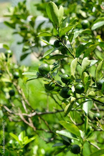 Obraz Close-up of lime in the home garden.