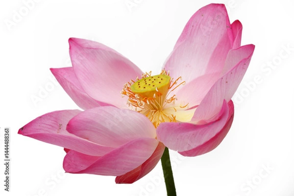 Obraz Elegant Pink Lotus Flower Isolated on White Background