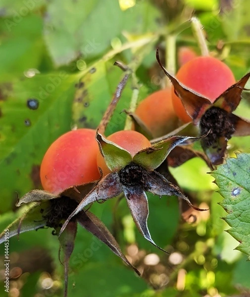 Obraz With a red tint in the fall, rose hips. After the beauty of flowering in the home or garden rose hips with a lot of milk appeared, with a reddish tint