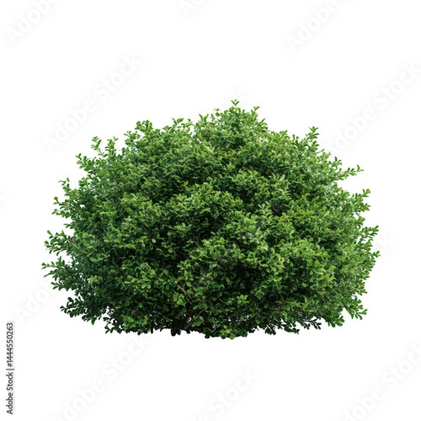 Fototapeta Round bush with small leaves isolated on transparent background