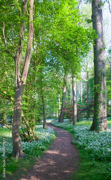 Fototapeta Nice walk in a park in spring, Belgium
