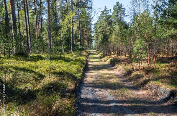Obraz Path in the forest on sunny summer day in Latvia .