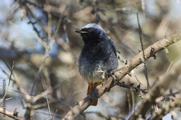 Obraz black bird with orange tail