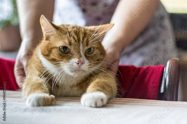 Fototapeta Portrait of a red cat at the table 