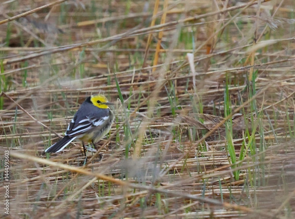 Obraz The citrine wagtail is hiding in the meadow grass