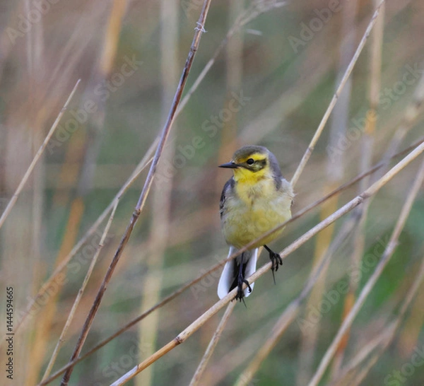 Obraz The citrine wagtail is a small beautiful songbird in the family Motacillidae.