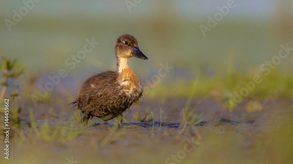 Fototapeta Cute duckling running through grass