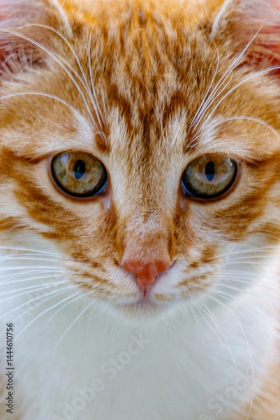 Obraz adorable ginger kitten portrait close-up 