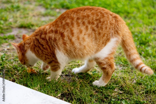 Obraz curious ginger cat exploring green grass outdoors, sniffs a leaf