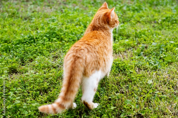 Obraz curious ginger cat exploring green grass outdoors