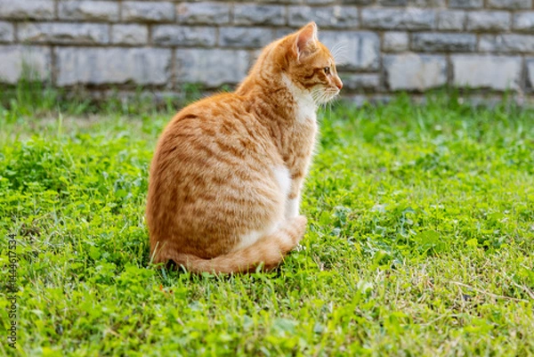 Obraz portrait of cute ginger cat sitting in the garden on green grass