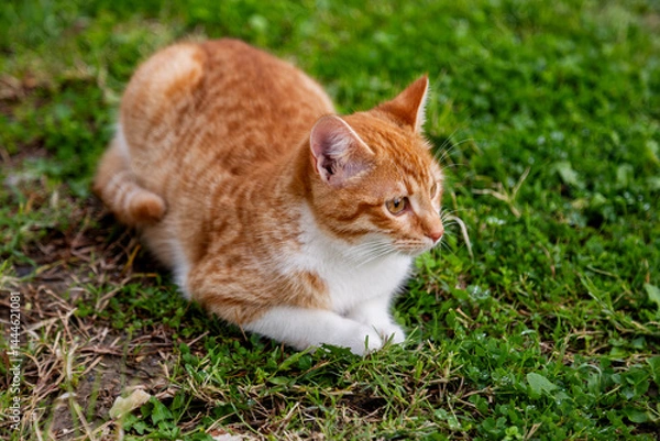 Obraz portrait of cute ginger cat sitting in the garden on green grass