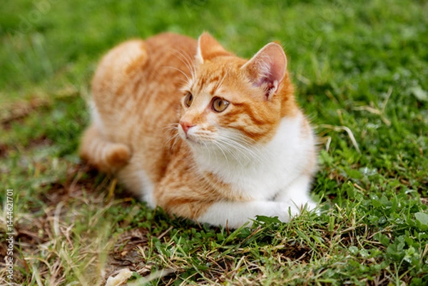 Obraz portrait of cute ginger cat sitting in the garden on green grass