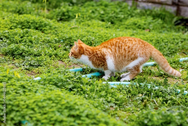 Obraz cute ginger cat is in hunting position in the garden