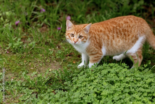 Obraz curious ginger cat exploring green grass outdoors