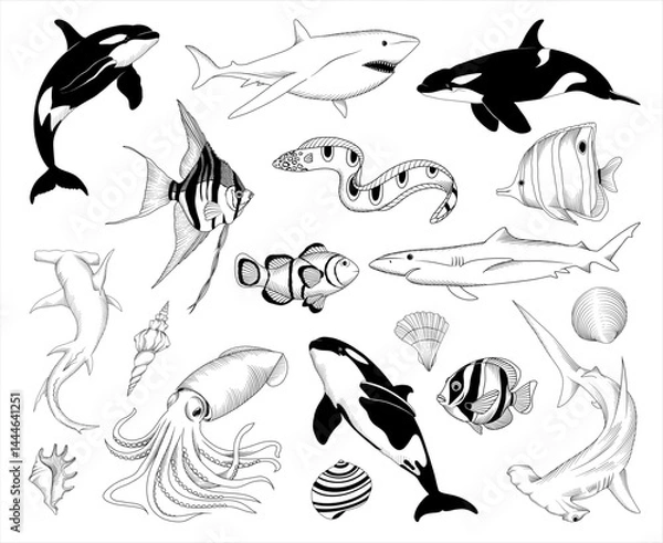 Obraz Set of vector hand drawn sea animals illustrations, line drawing animal collection	