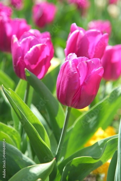 Obraz Tulips close-up