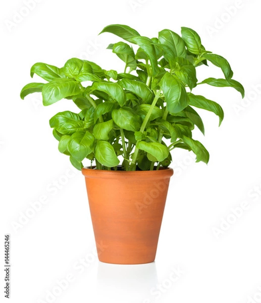 Obraz Bazylia w doniczce na białym tle