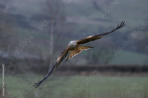Fototapeta A Red Kite is captured in flight towards the camera. It is flying low with its wings spread out. A magnificant sight