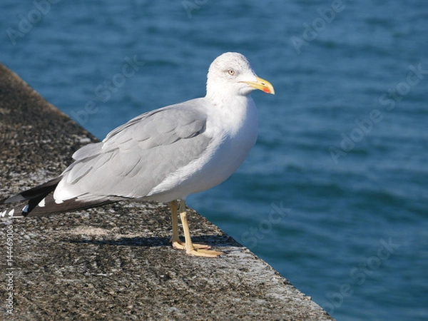 Obraz Seagull