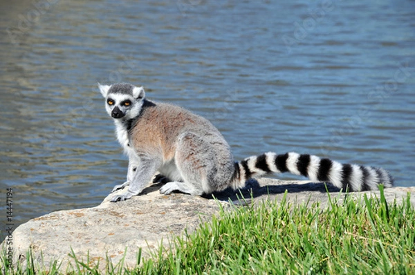 Obraz Ring-tailed Lemur