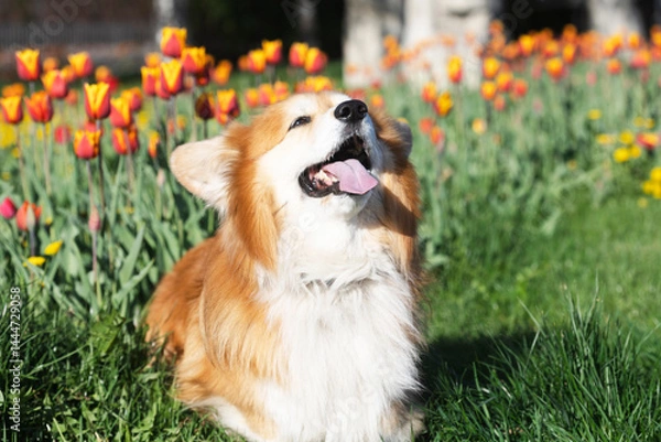 Obraz corgi dog on a background of tulips