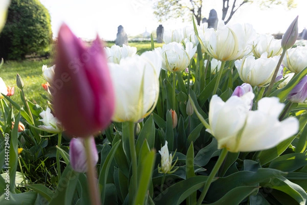 Obraz plant background from tulips