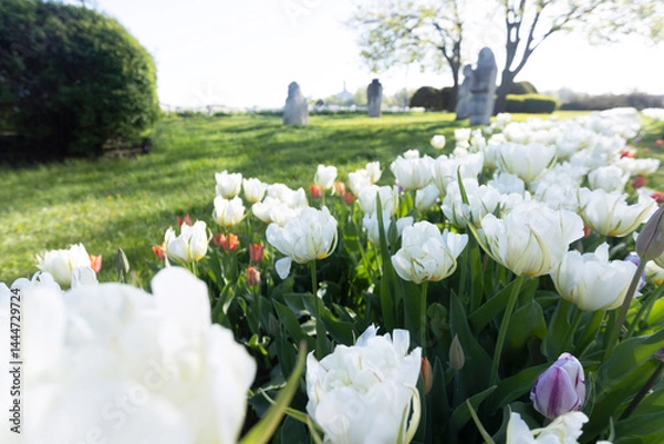 Obraz plant background from tulips