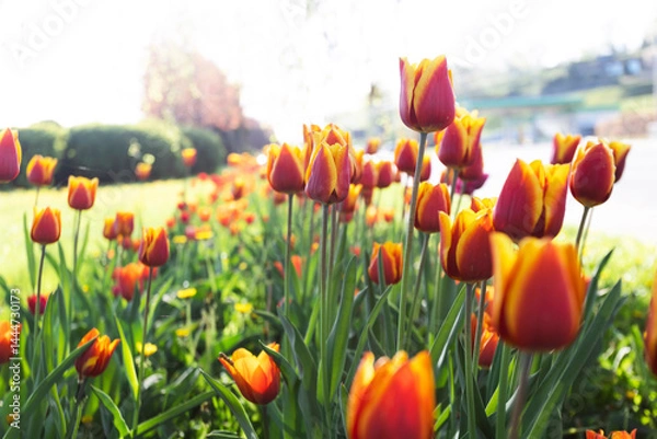Obraz plant background from tulips