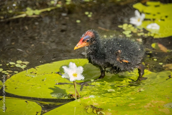Obraz A fluffy young dusky moorhen chick rests on a green, round lily pad between white fluffy flowers in a canal in Robina on the Gold Coast in Queensland, Australia.