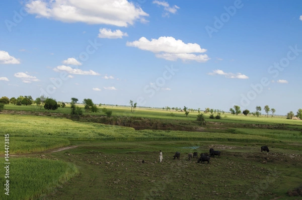Fototapeta Cattle and green wheat crops