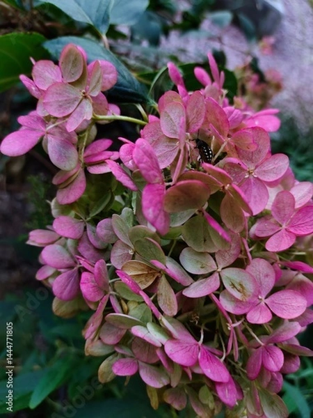 Obraz Close-up of pink flowers with a beetle