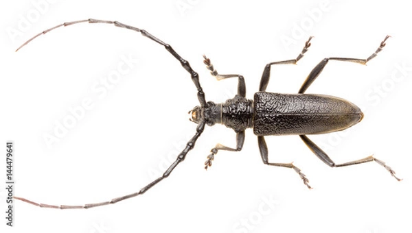 Fototapeta Capricorn beetle Cerambyx scopolii isolated on white background, dorsal view of long-horned beetle.