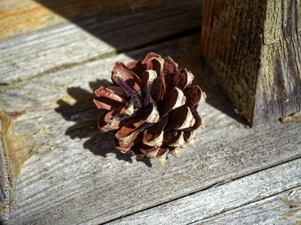 Obraz Spruce cones lie on the doorstep of the house