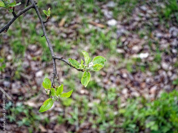Obraz Young leaves blooming on a tree in spring