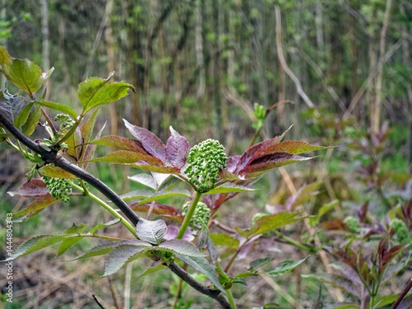 Obraz Young leaves blooming on a tree in spring