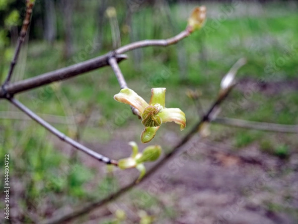 Obraz Young leaves blooming on a tree in spring