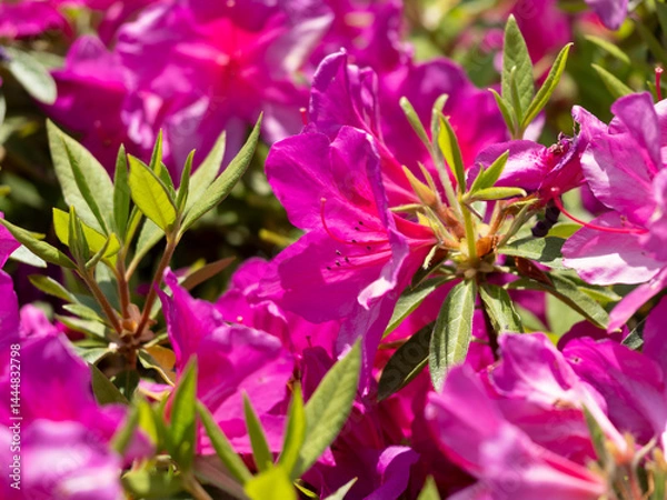 Obraz 五月山公園に咲くピンク色のツツジ