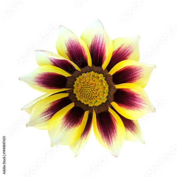 Obraz 赤紫のガザニアの花