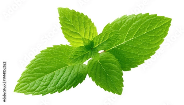 Obraz mint leaves  , isolated on transparent background