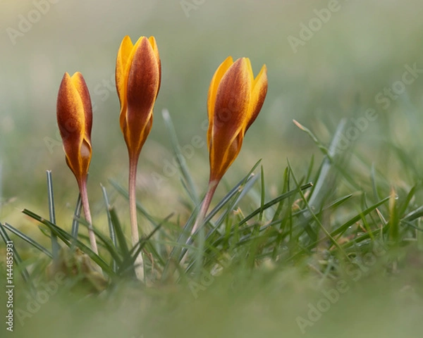 Fototapeta Three yellow and red crocuses on a meadow