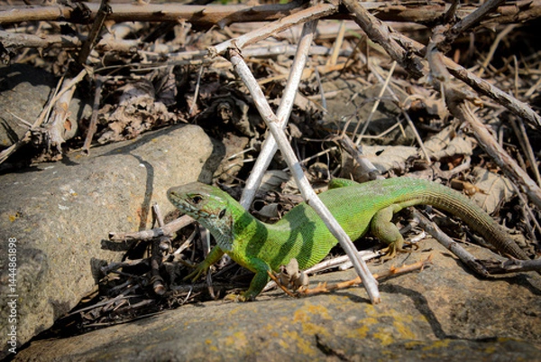Fototapeta Horizontal photo of the green lizard Lacerate media id laying on the rock under the sun in spring